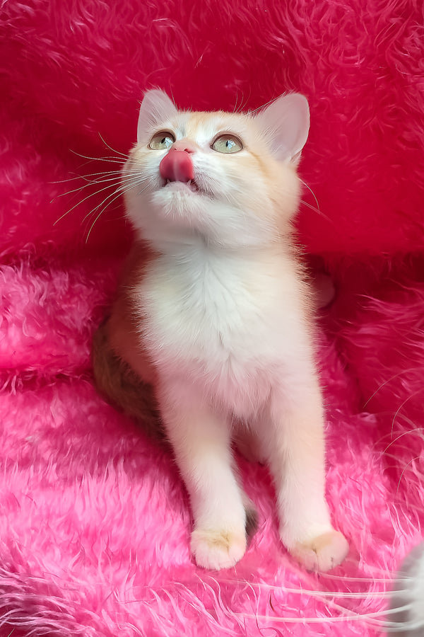 Lyra | British Shorthair Kitten