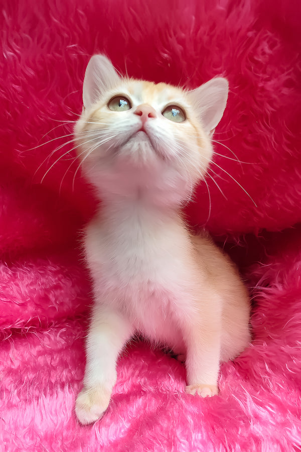 Lyra | British Shorthair Kitten