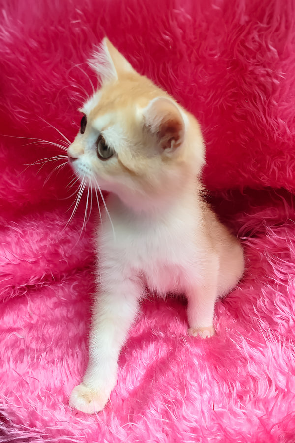 Lyra | British Shorthair Kitten