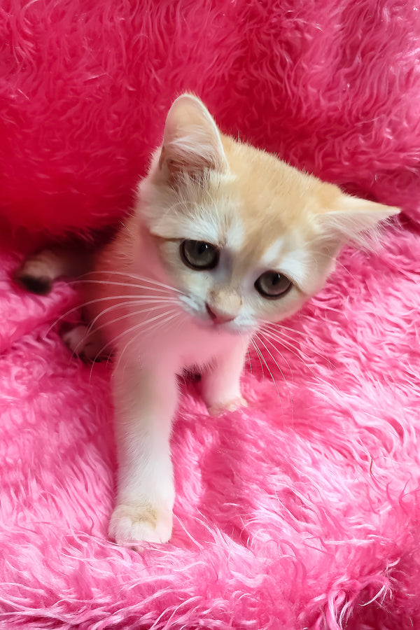 Lyra | British Shorthair Kitten