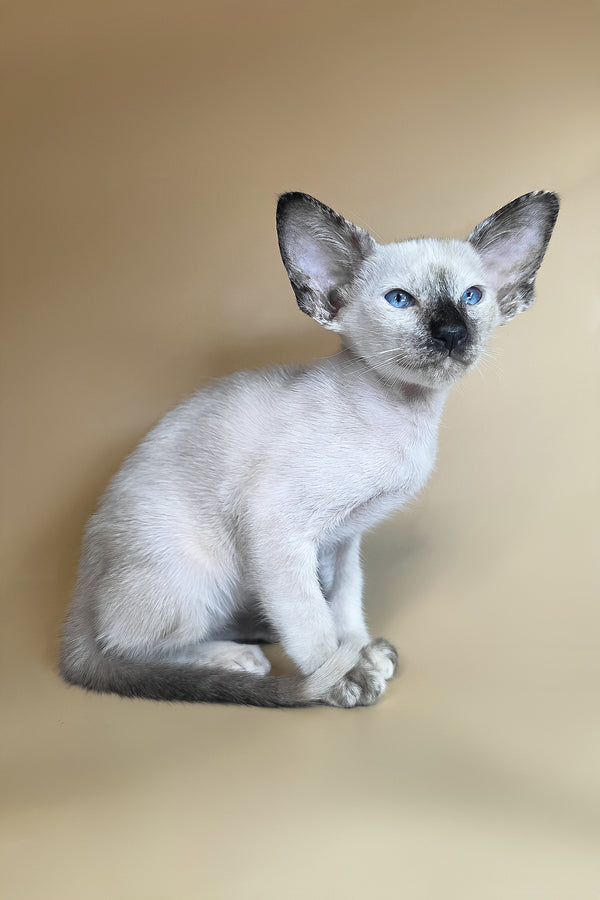 Lyra | Oriental Shorthair Kitten