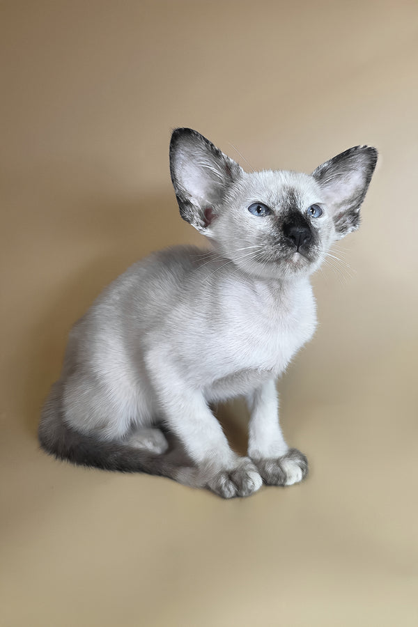 Lyra | Oriental Shorthair Kitten