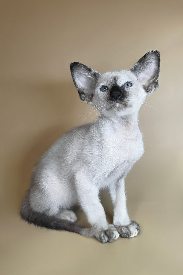 Lyra | Oriental Shorthair Kitten