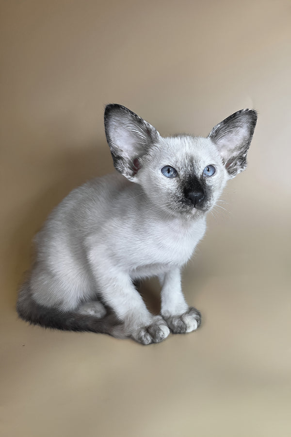 Lyra | Oriental Shorthair Kitten