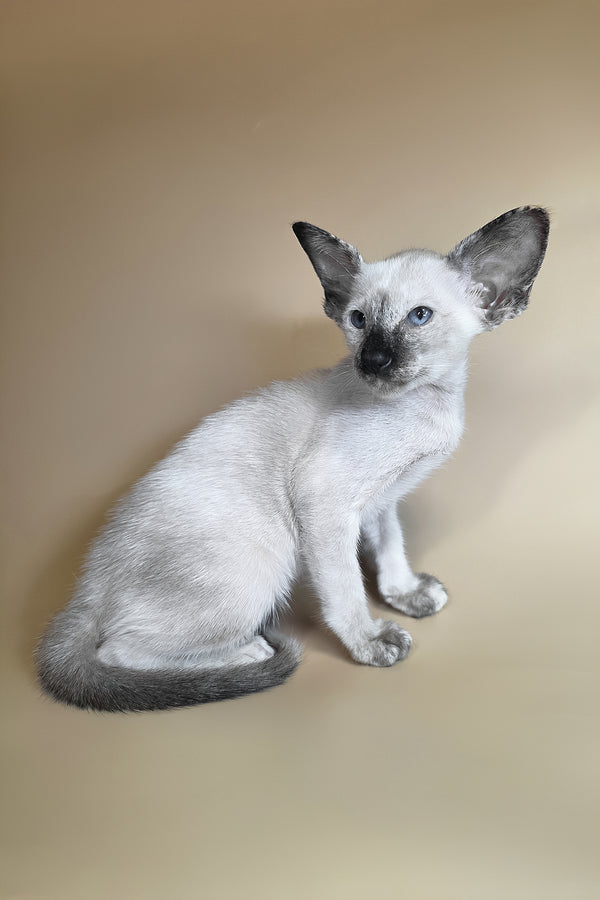Lyra | Oriental Shorthair Kitten