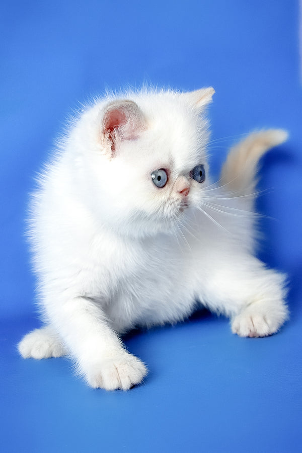 Missy | Exotic Shorthair Kitten