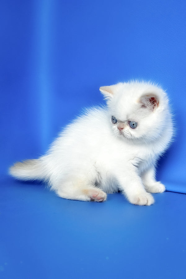 Missy | Exotic Shorthair Kitten
