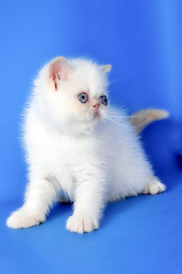 Missy | Exotic Shorthair Kitten