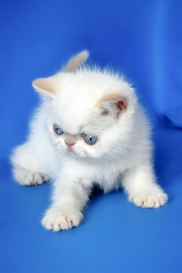 Missy | Exotic Shorthair Kitten