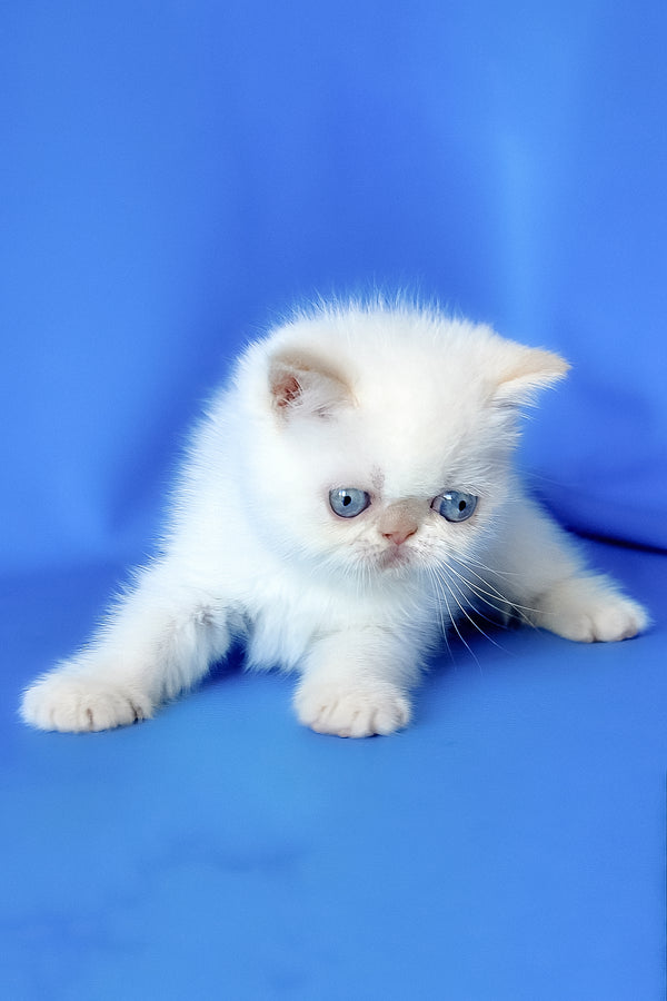 Missy | Exotic Shorthair Kitten