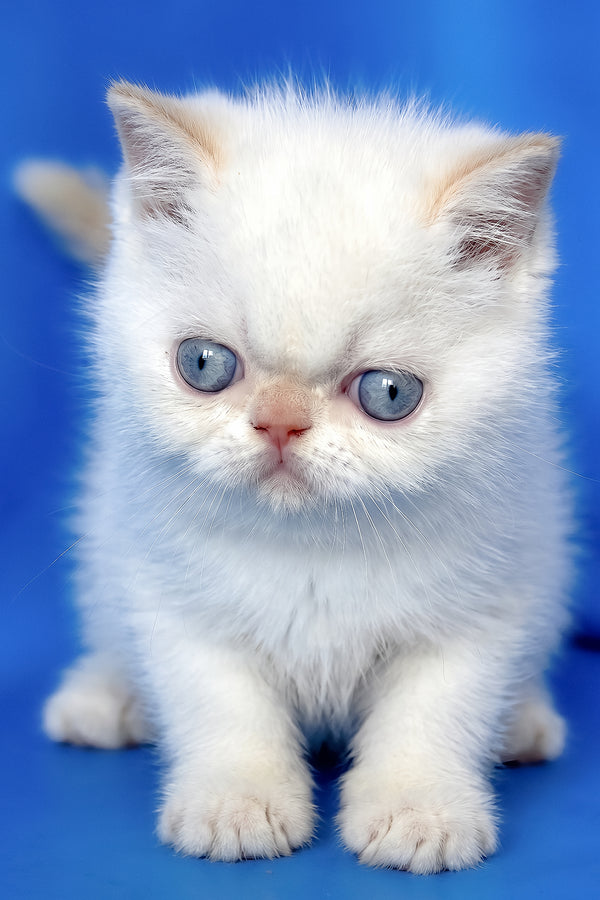 Missy | Exotic Shorthair Kitten