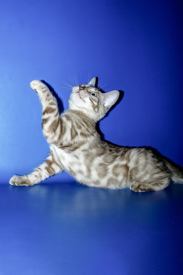 Meggi | Bengal Kitten