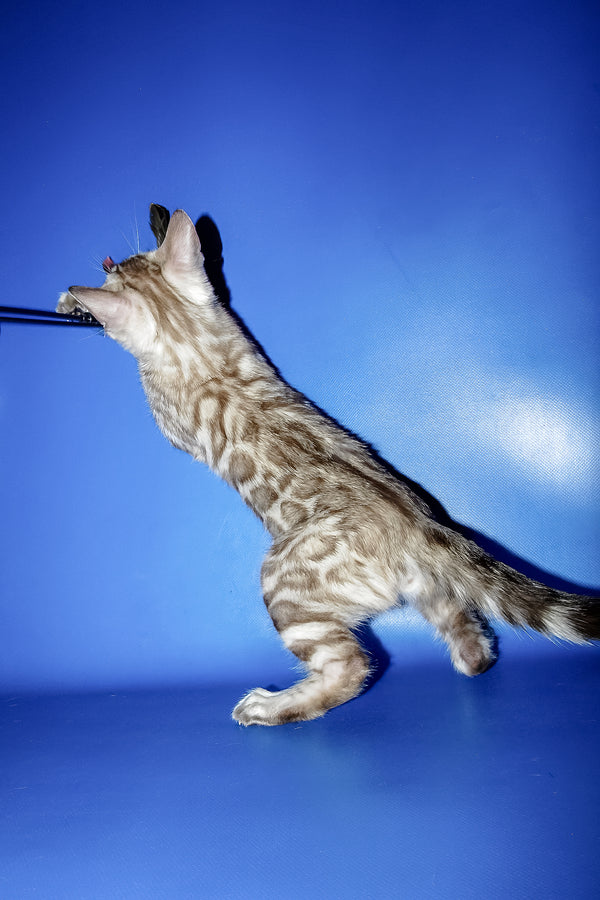 Meggi | Bengal Kitten