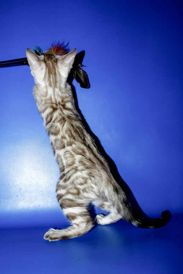 Meggi | Bengal Kitten
