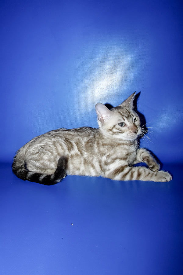 Meggi | Bengal Kitten