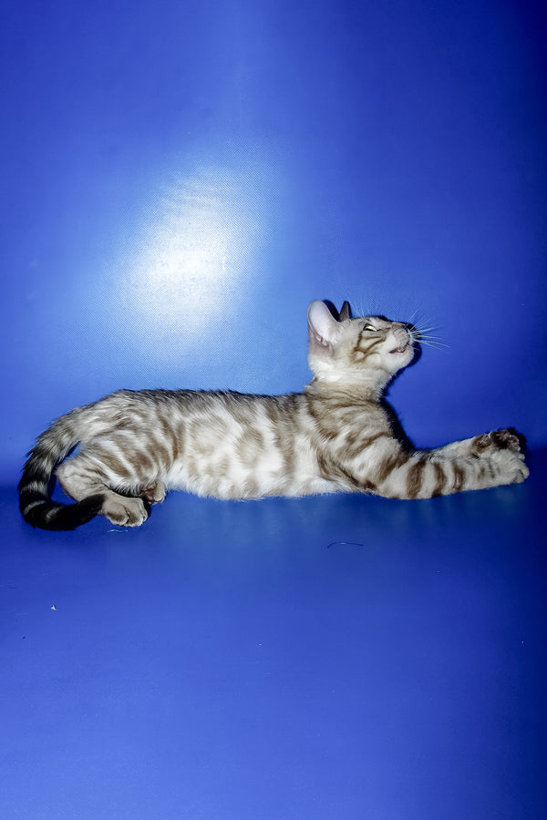 Meggi | Bengal Kitten