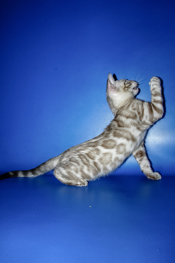 Meggi | Bengal Kitten