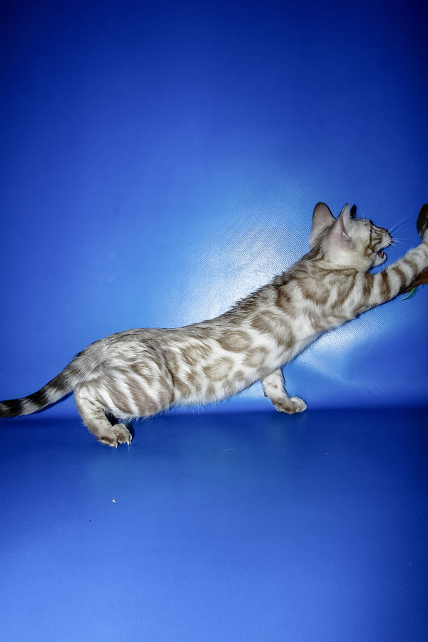 Meggi | Bengal Kitten