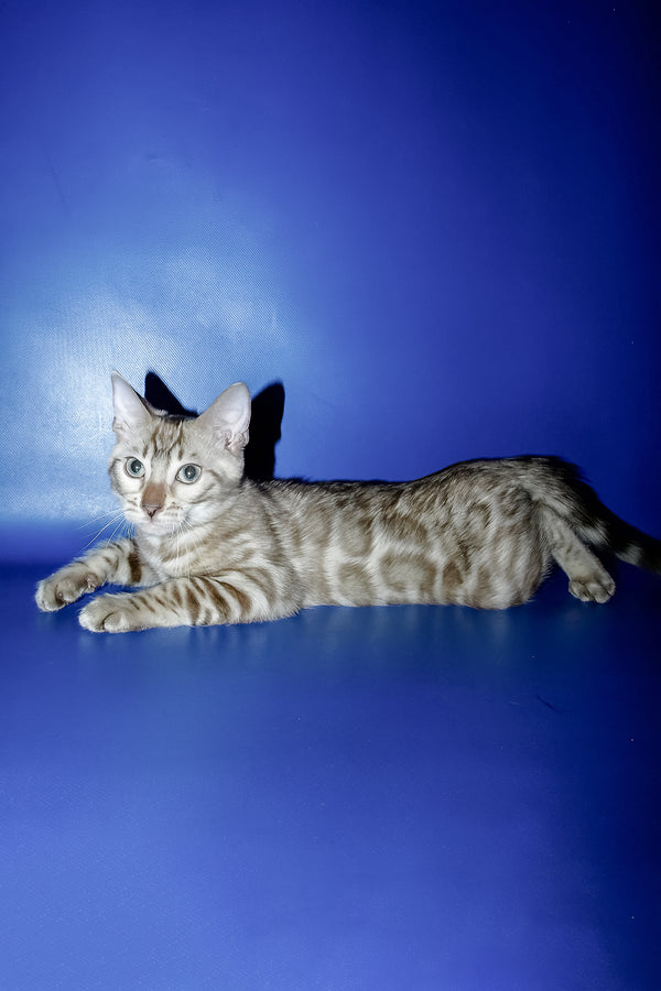 Meggi | Bengal Kitten