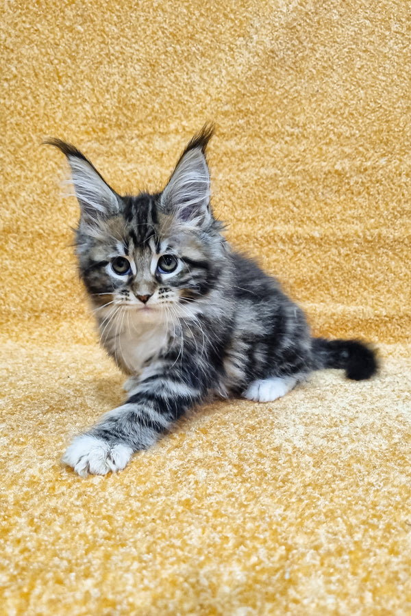 Madlena | Maine Coon Kitten