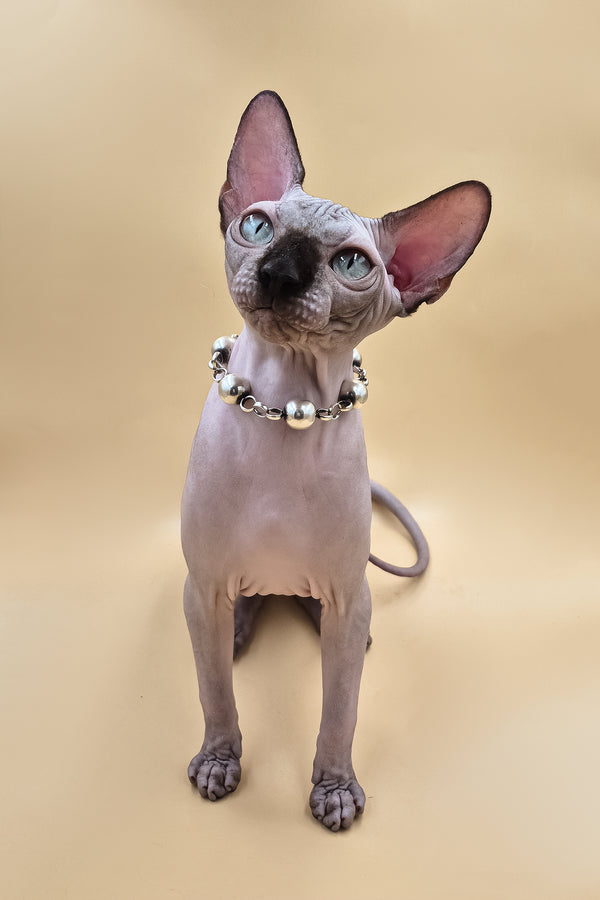 Magellan | Canadian Sphynx Kitten