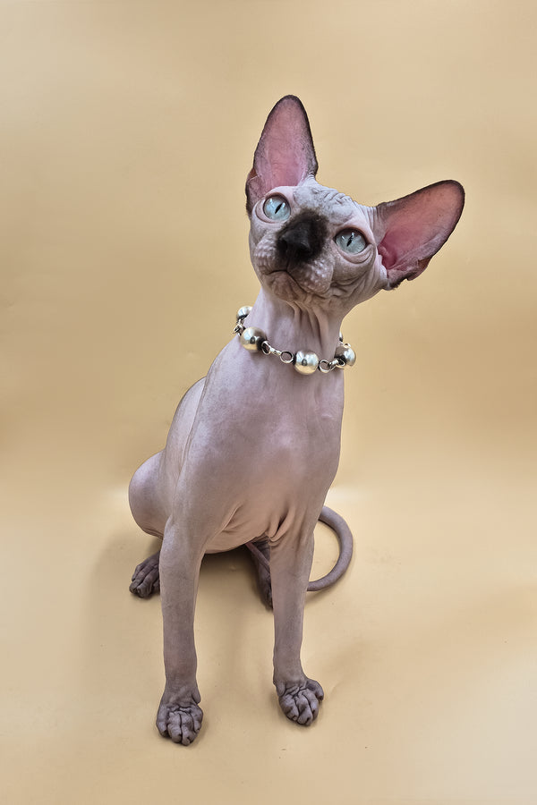 Magellan | Canadian Sphynx Kitten