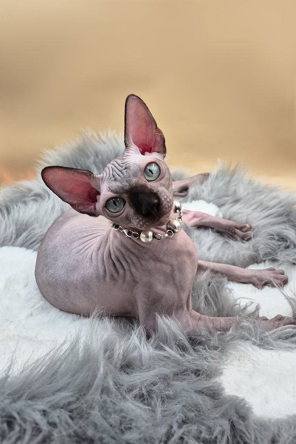 Magellan | Canadian Sphynx Kitten