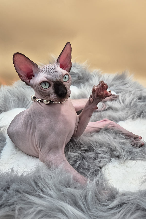 Magellan | Canadian Sphynx Kitten