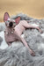 Magellan | Canadian Sphynx Kitten