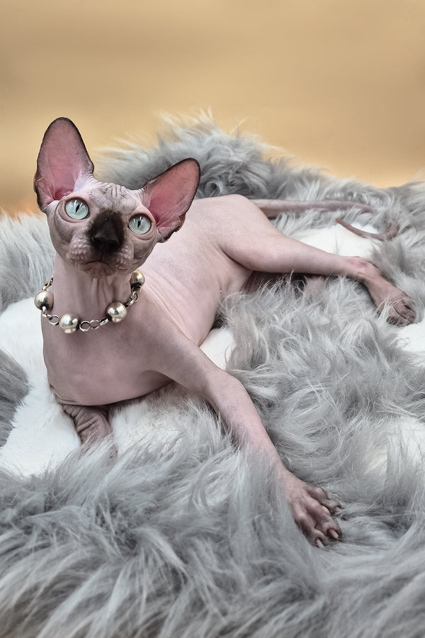 Magellan | Canadian Sphynx Kitten