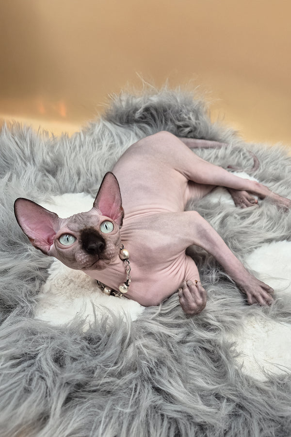 Magellan | Canadian Sphynx Kitten