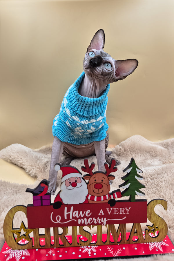Magellan | Canadian Sphynx Kitten
