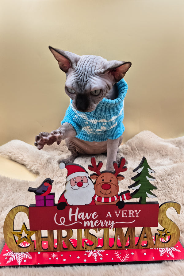 Magellan | Canadian Sphynx Kitten