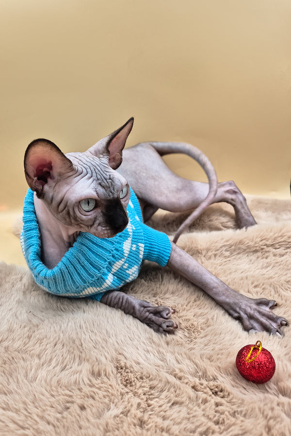 Magellan | Canadian Sphynx Kitten