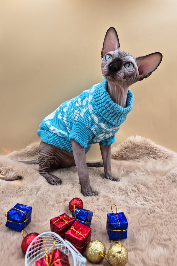 Magellan | Canadian Sphynx Kitten