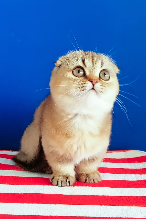 Maggie | Munchkin Kitten