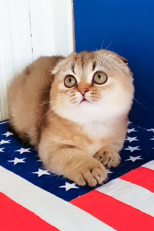 Maggie | Munchkin Kitten