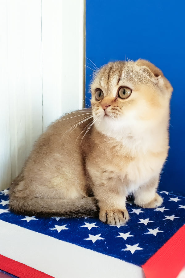 Maggie | Munchkin Kitten