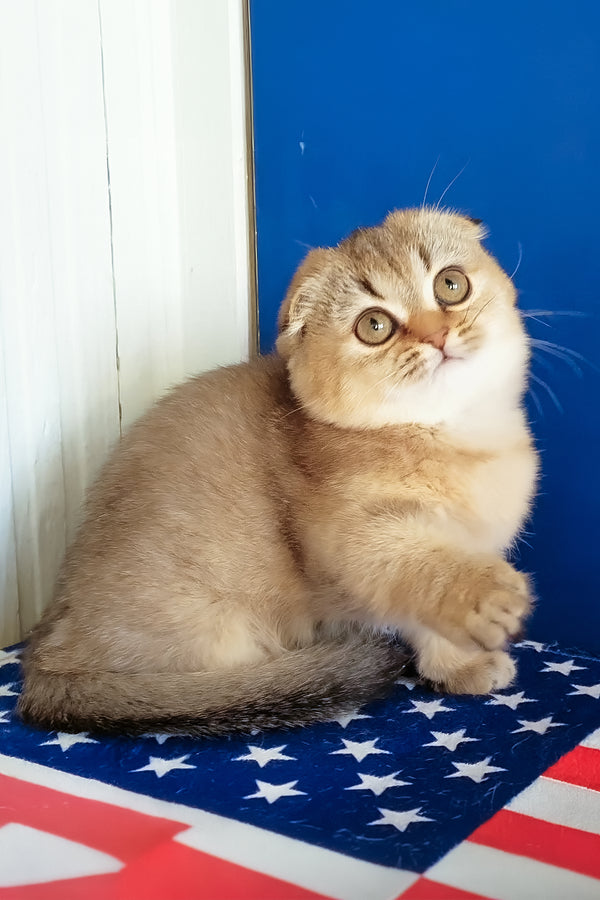 Maggie | Munchkin Kitten