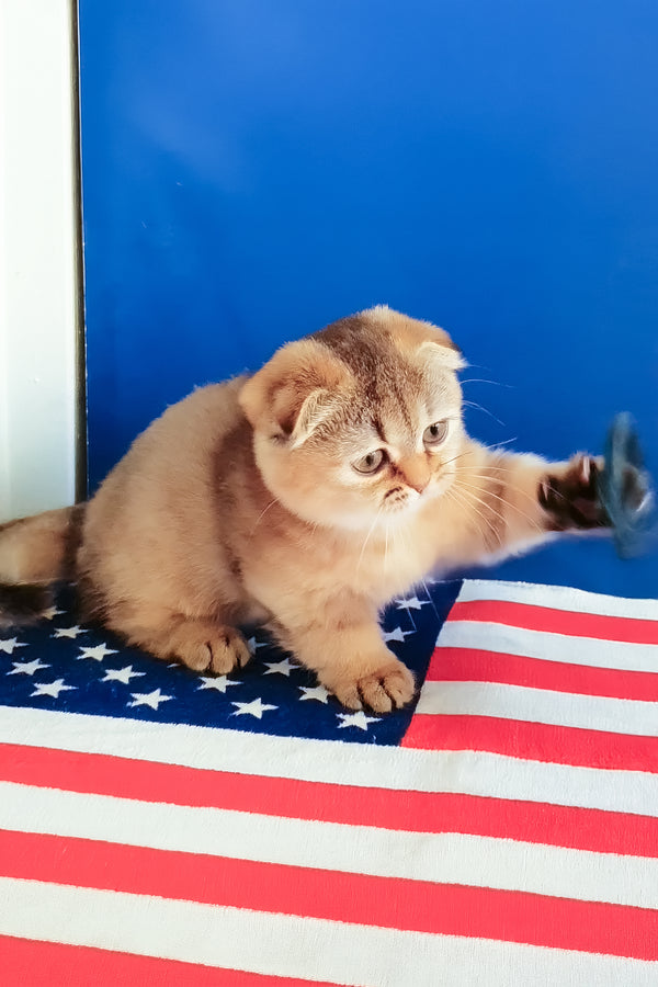 Maggie | Munchkin Kitten