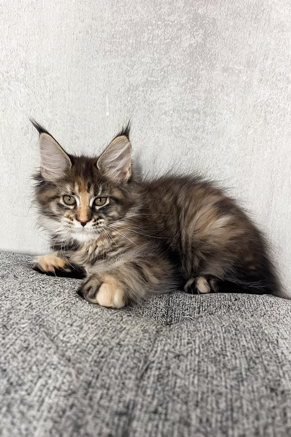 Magic | Maine Coon Kitten