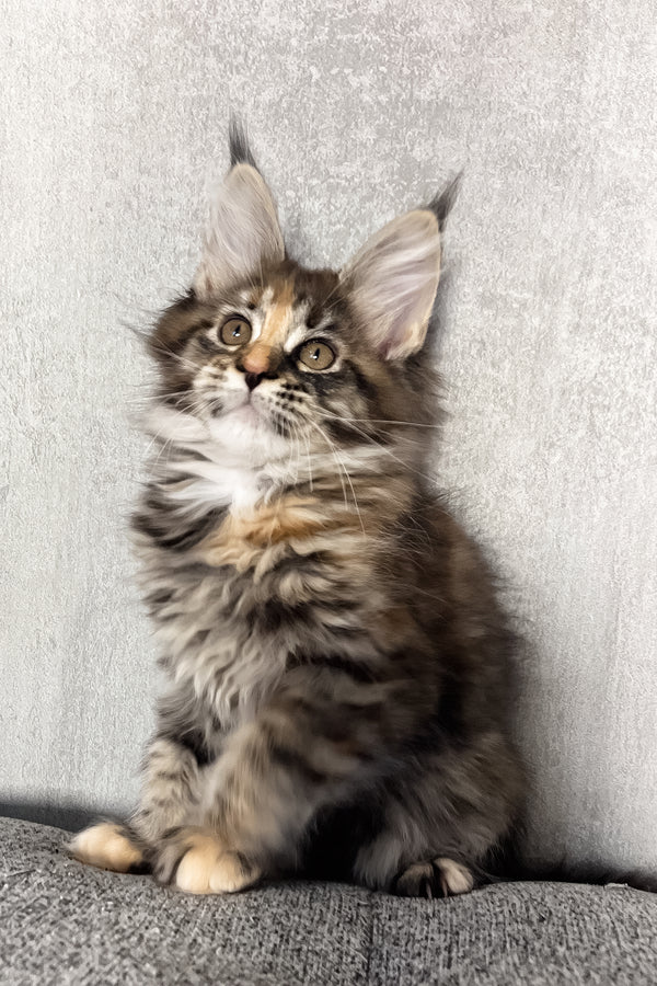 Magic | Maine Coon Kitten