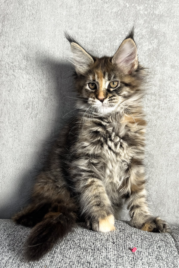 Magic | Maine Coon Kitten