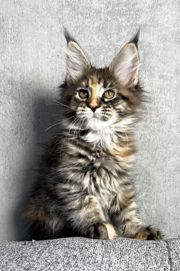 Magic | Maine Coon Kitten