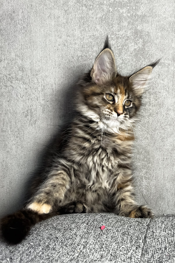 Magic | Maine Coon Kitten