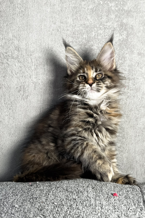 Magic | Maine Coon Kitten