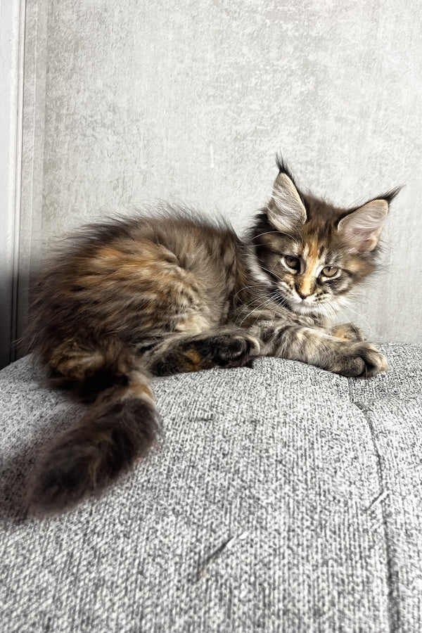 Magic | Maine Coon Kitten