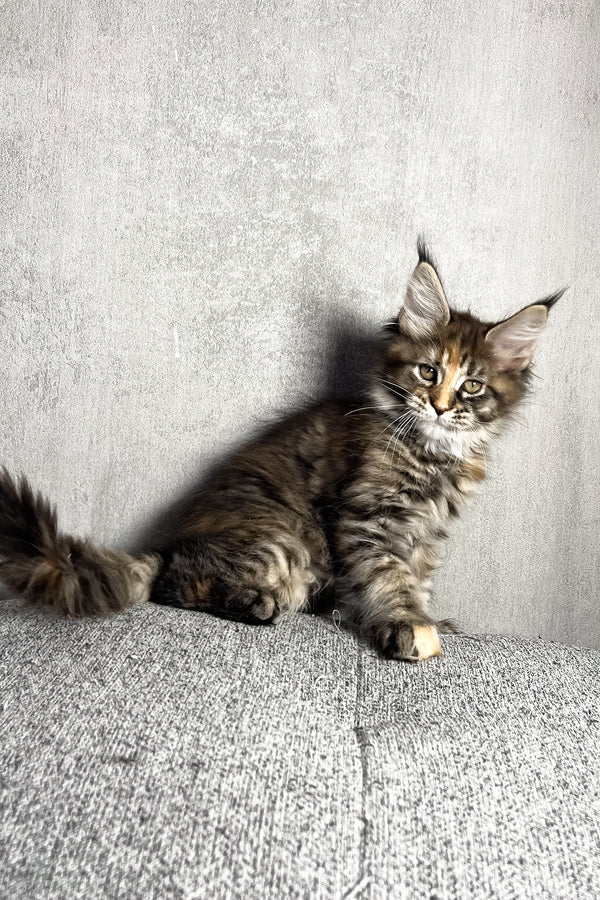 Magic | Maine Coon Kitten