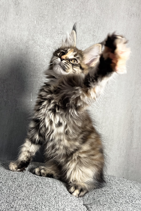 Magic | Maine Coon Kitten