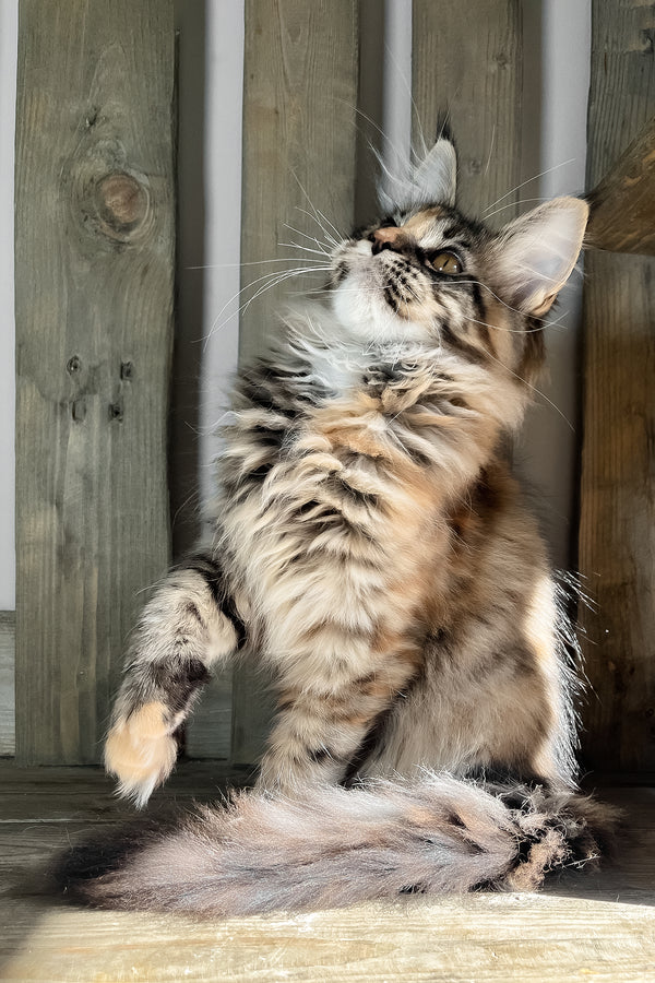 Magic | Maine Coon Kitten